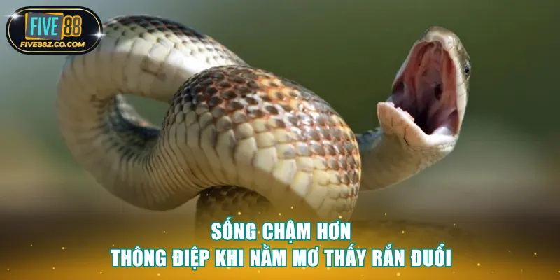 Sống chậm hơn, thông điệp nằm mơ thấy rắn đuổi